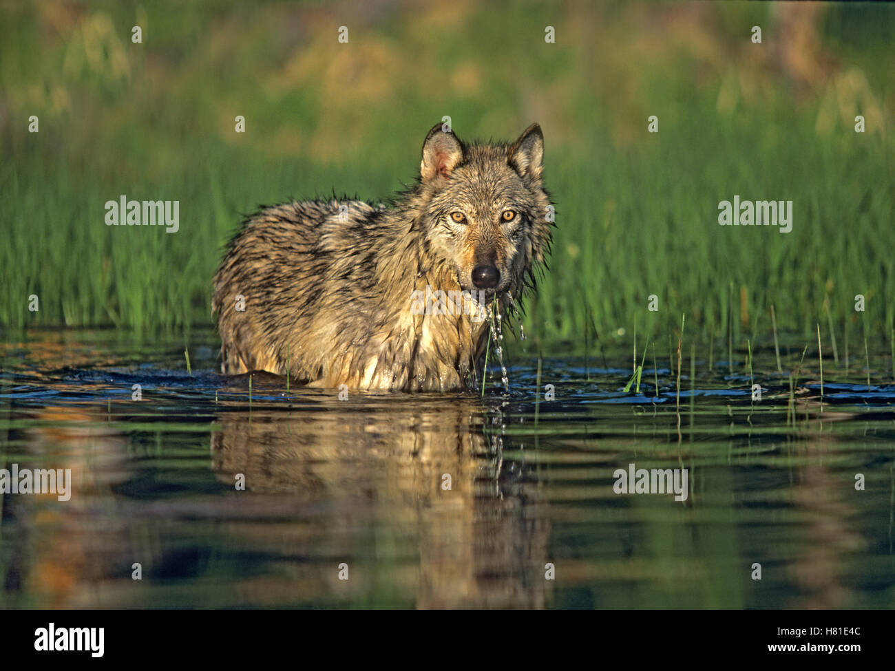 Gray Wolf (Canis lupus) wading in pond, Montana Stock Photo - Alamy