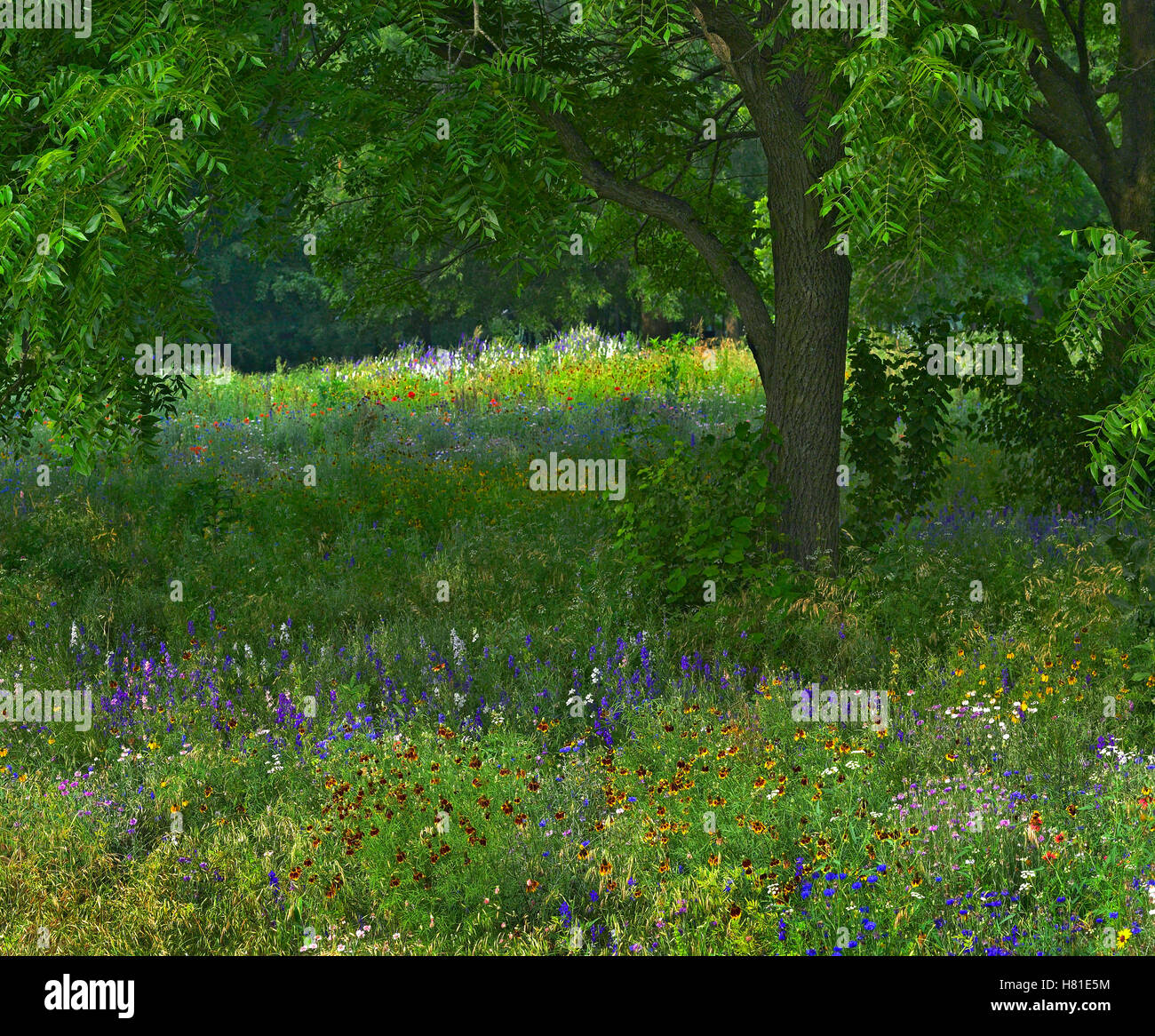 Wildflowers in meadow, Jacksonport State Park, Arkansas Stock Photo - Alamy