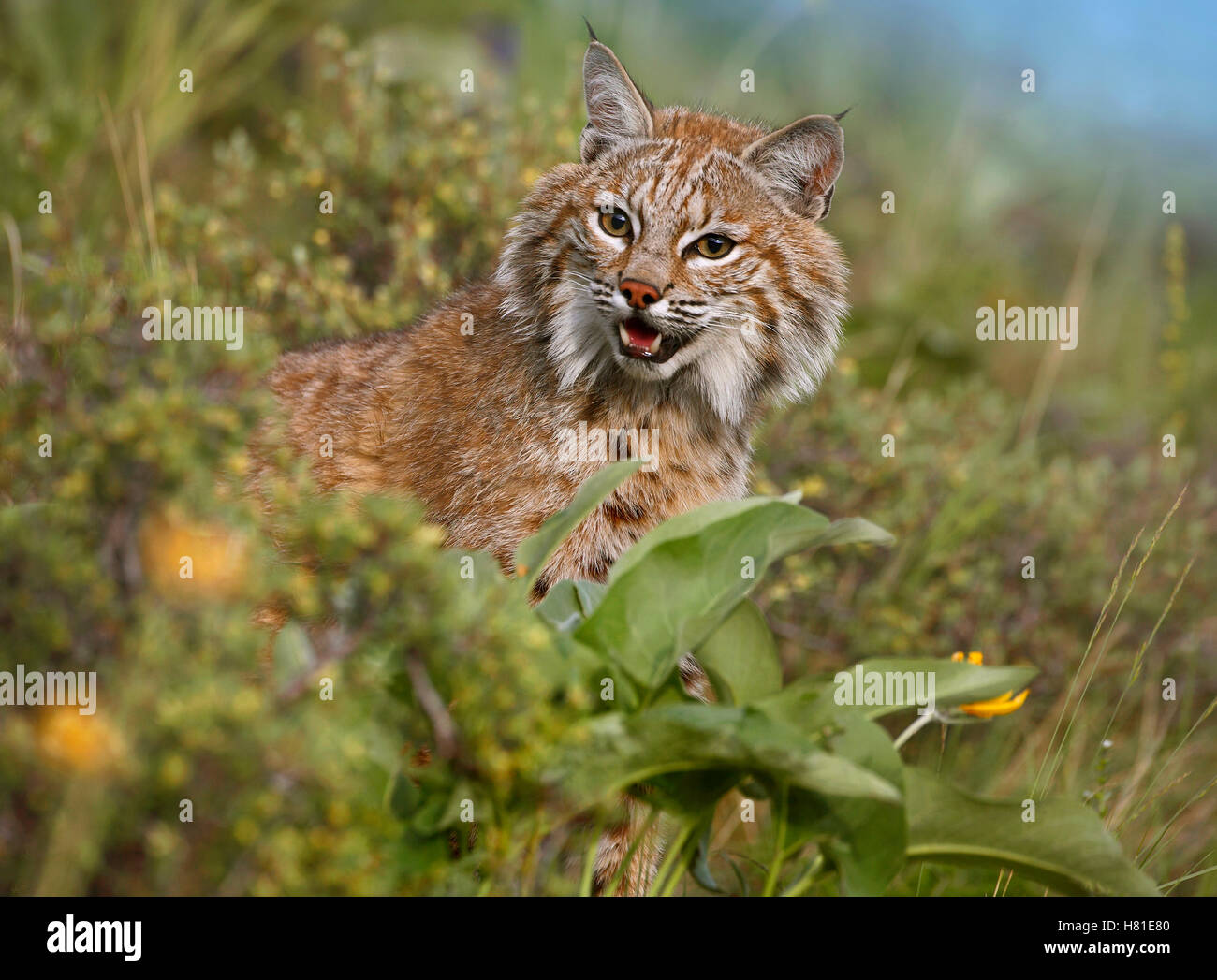 Bobcat lynx rufus montana stock photo alamy