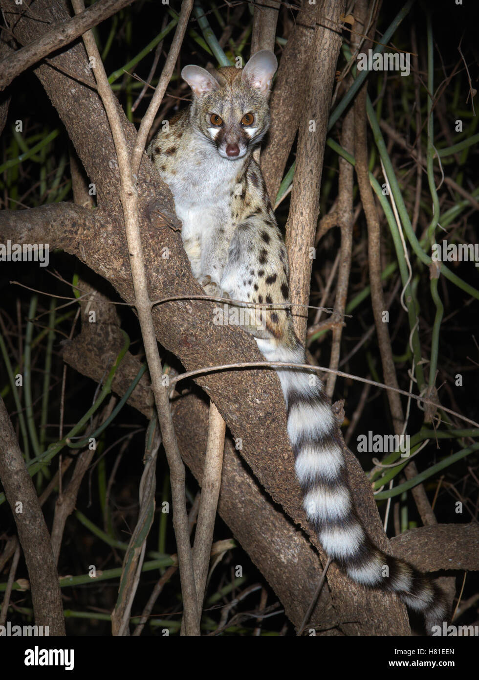 Large-spotted Genet (Genetta tigrina) sitting in a tree, Kruger National Park, South Africa Stock Photo