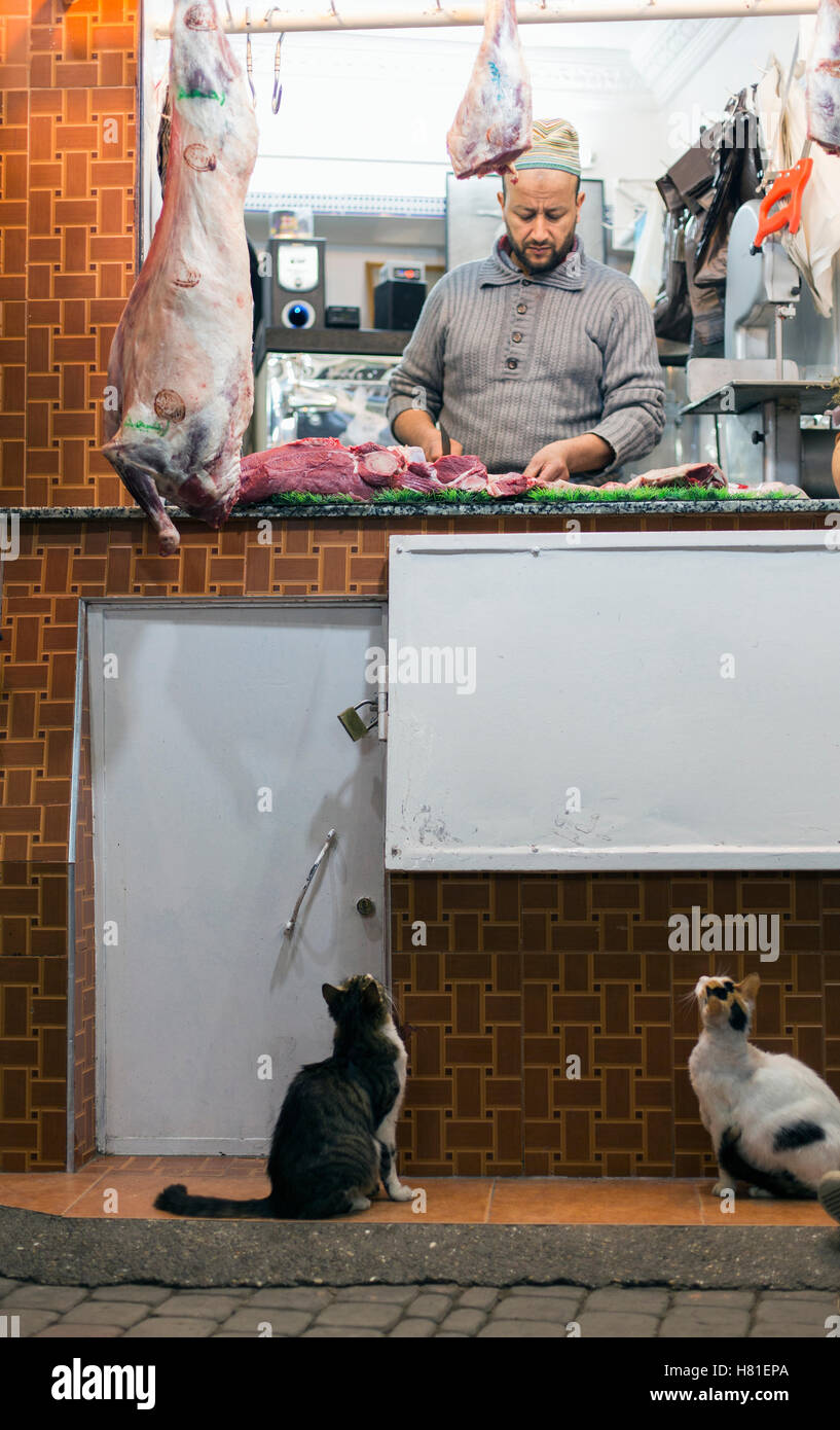 Morocco, Fez, butcher shop with cats Stock Photo