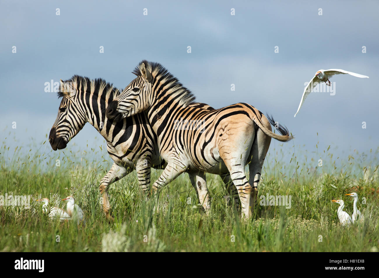 Burchell's Zebra (Equus burchellii) pair near flock of Cattle Egrets