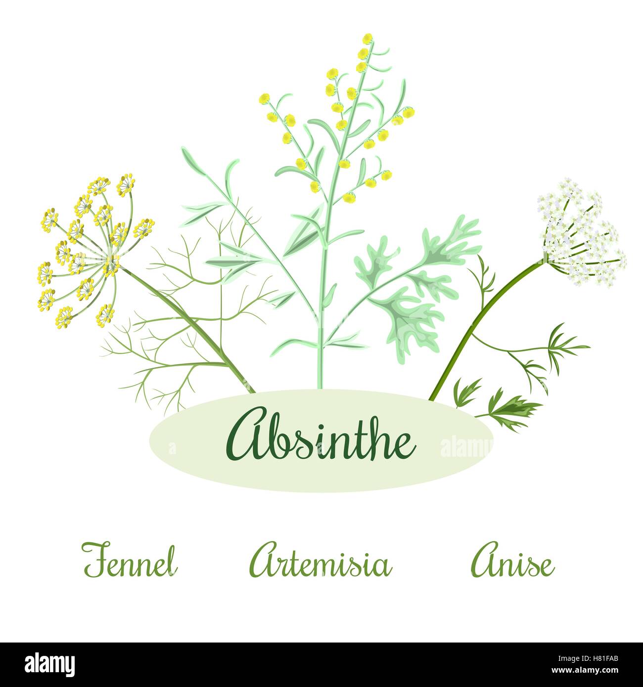 Absinthe ingredients. Grand wormwood or Artemisia absinthium , green anise or Pimpinella anisum, sweet fennel or Foeniculum vulg Stock Vector