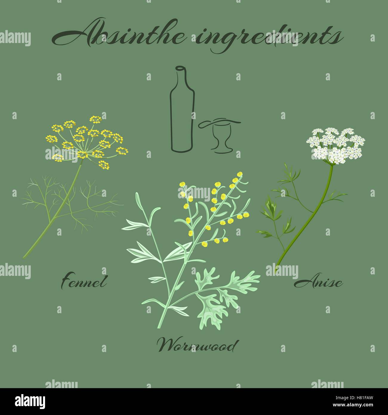 Absinthe ingredients. Grand wormwood or Artemisia absinthium ,  green anise or Pimpinella anisum, sweet fennel or Foeniculum vul Stock Vector