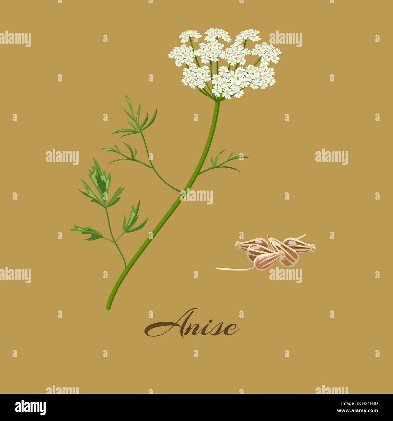 Anise or aniseed.  Pimpinella anisum. Flowers and seeds. Vector illustration Stock Vector