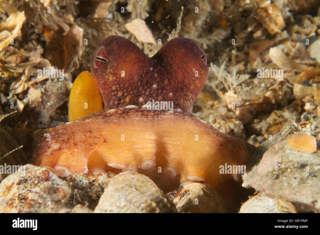 Common Octopus (Octopus vulgaris), West Palm Beach, Florida Stock Photo
