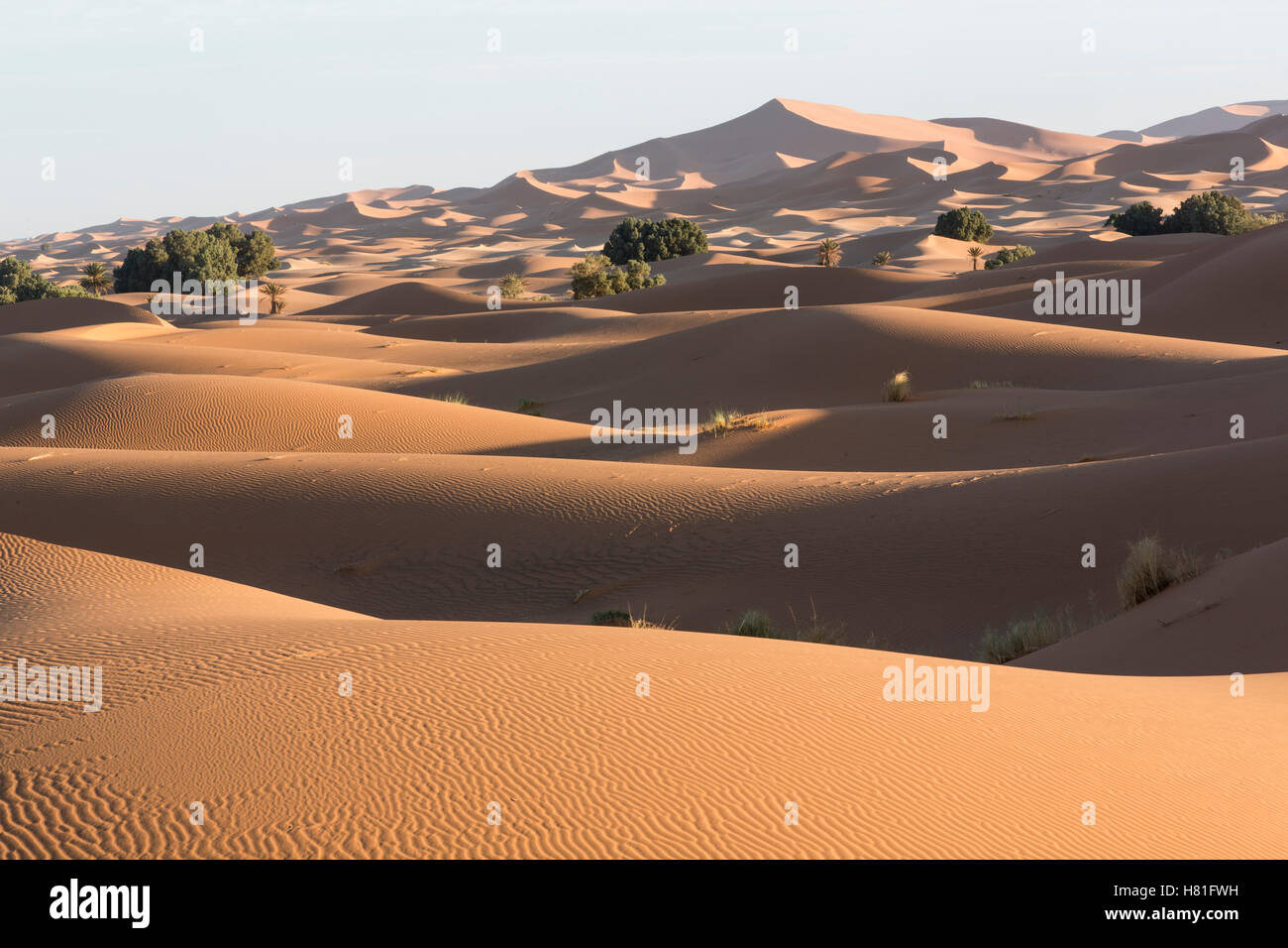 Morocco, Erg Chebbi, sand dunes in the Sahara Desert near Merzouga Stock Photo
