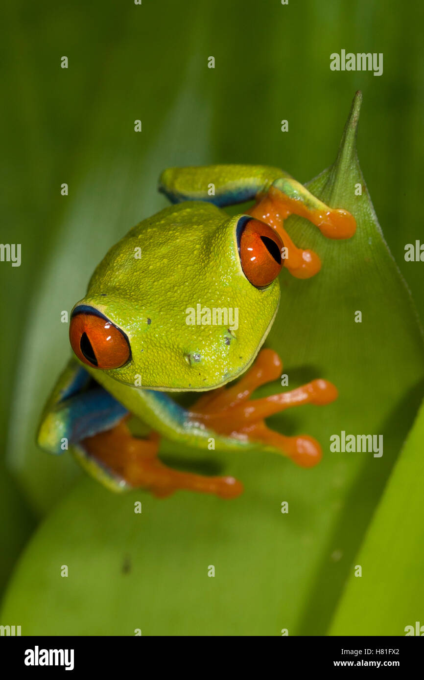 Redeyed Tree Frog (Agalychnis callidryas), northern Costa Rica Stock Photo Alamy