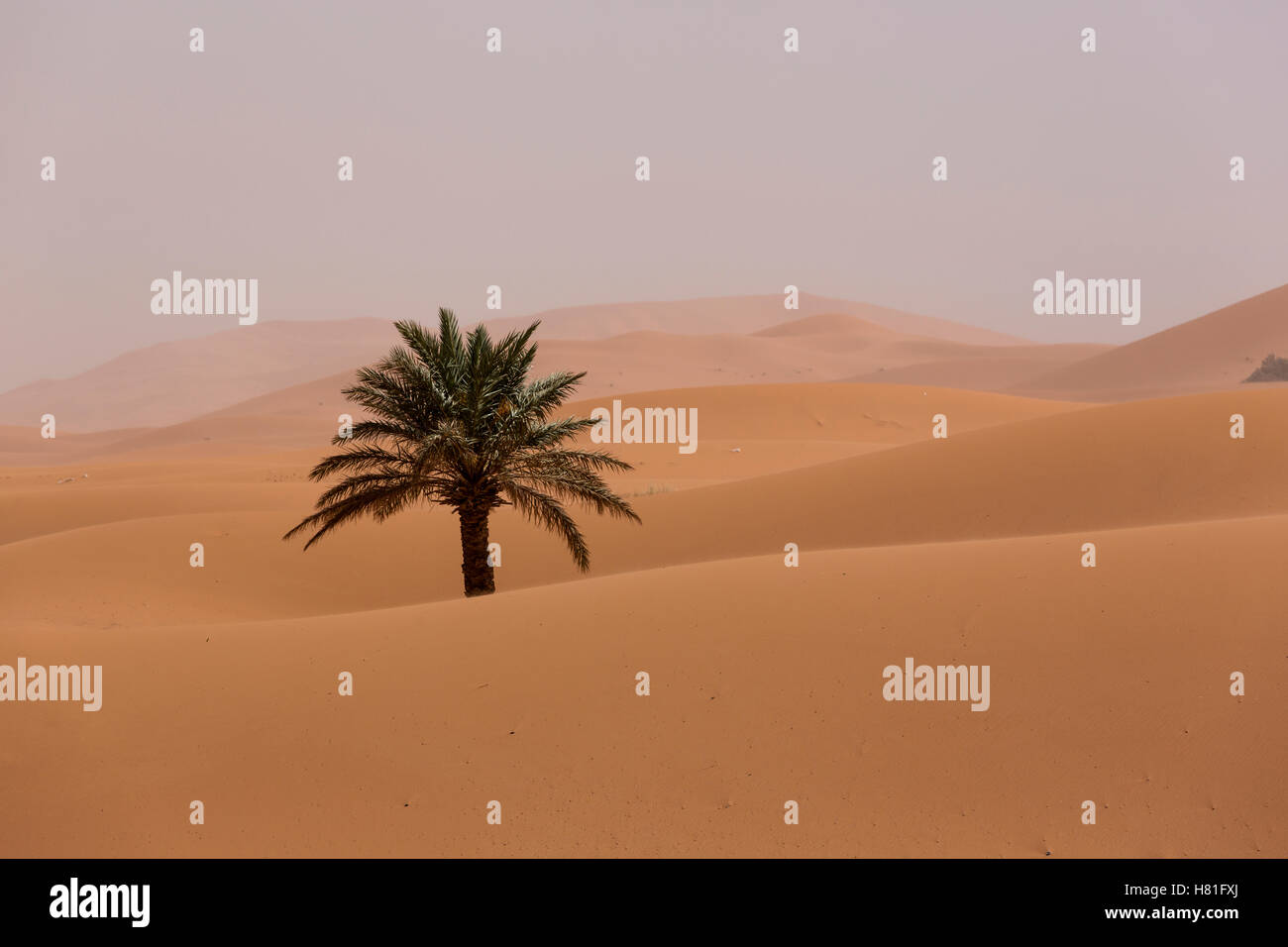 Morocco, Erg Chebbi, lone palm tree in sand dunes in the Sahara Desert near Merzouga Stock Photo
