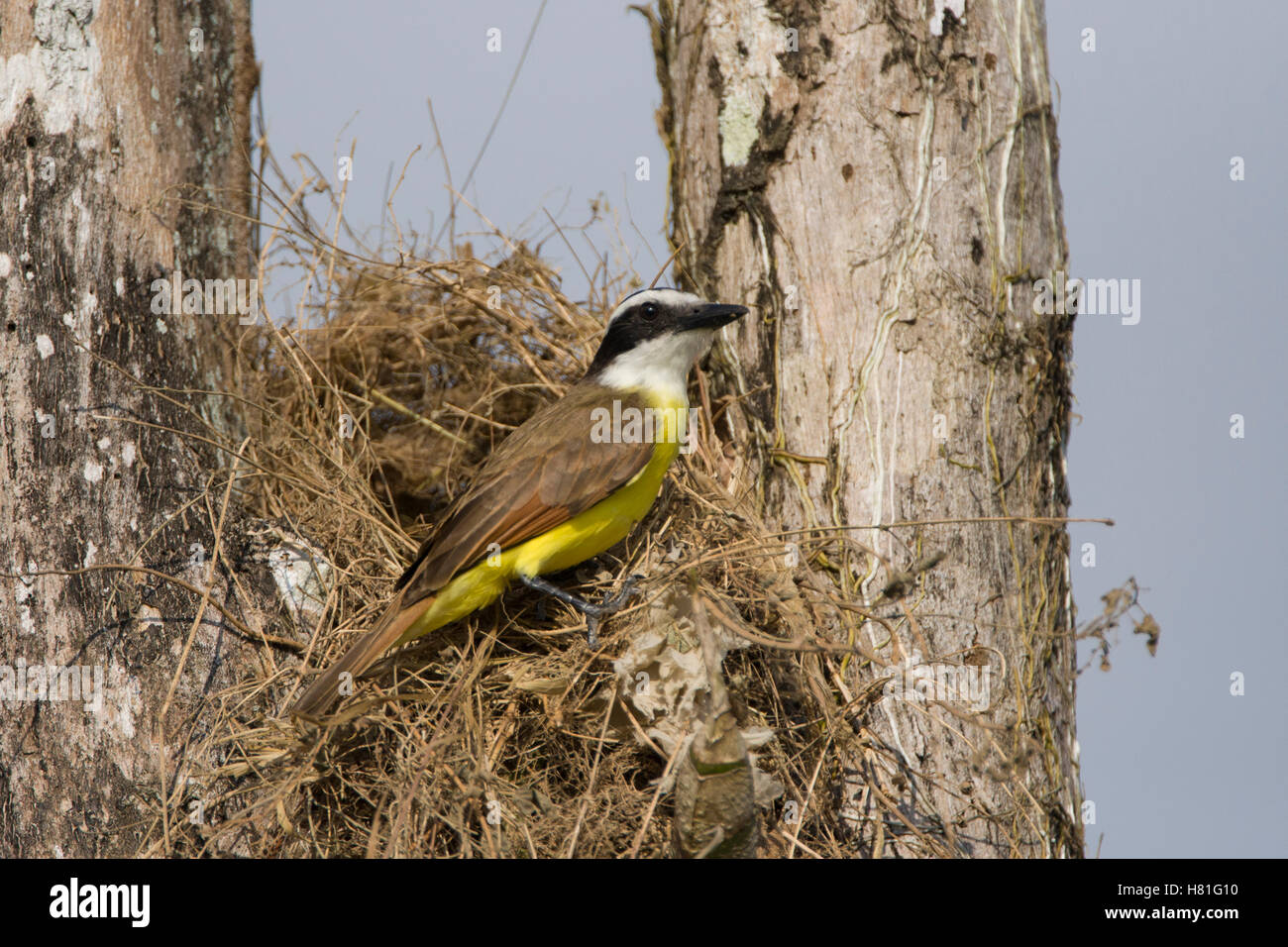 Great Kiskadee (Pitangus sulphuratus) at nest, Osa Peninsula, Costa ...