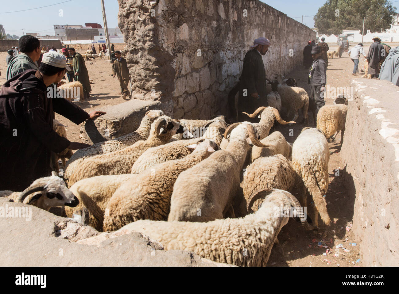 Morocco,Rissani, livestock auction of sheep Stock Photo