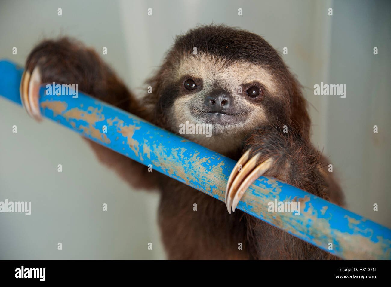 Brown-throated Three-toed Sloth (Bradypus variegatus) one year old