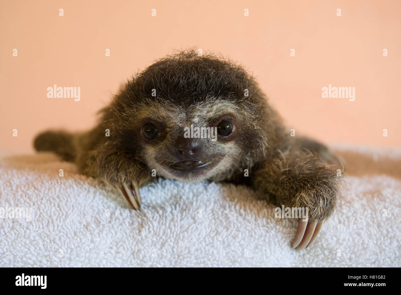 Brown-throated Three-toed Sloth (Bradypus variegatus) three month old orphaned baby, Aviarios Sloth Sanctuary, Costa Rica Stock Photo