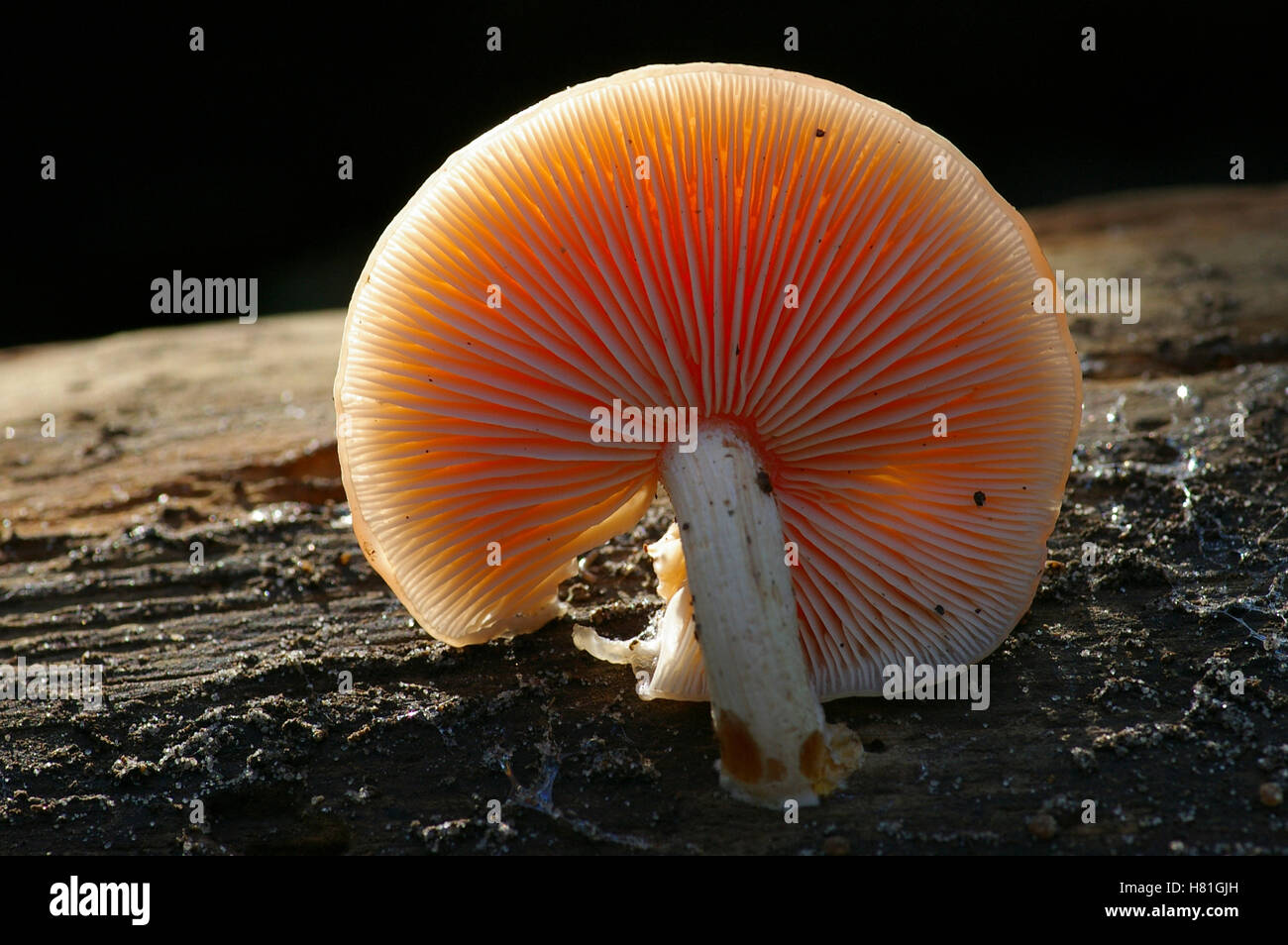Wrinkled Peach Mushroom (Rhodotus palmatus), Oostkapelle, Netherlands ...