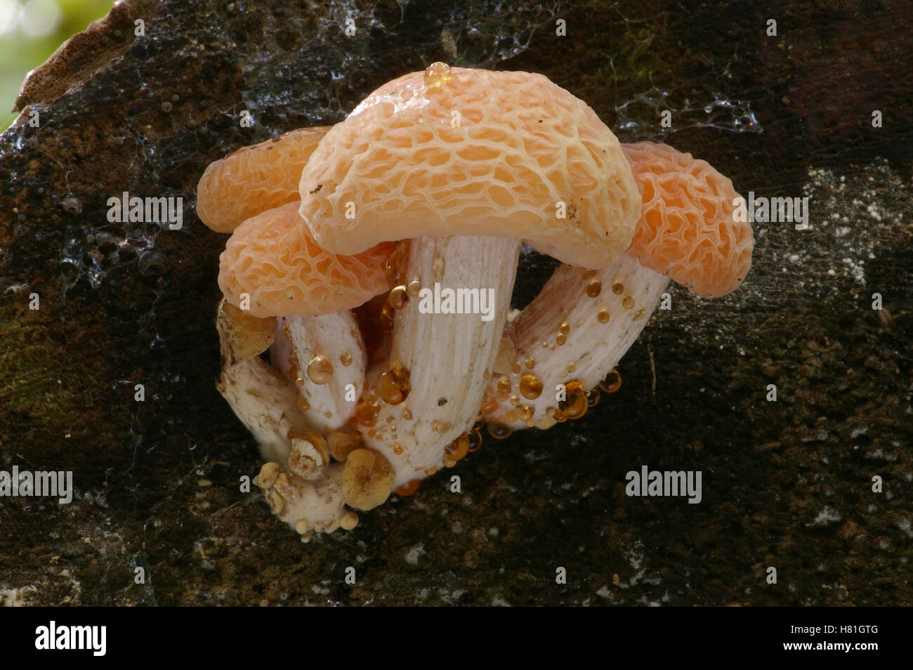 Wrinkled Peach Mushroom (Rhodotus palmatus), Oostkapelle, Netherlands ...