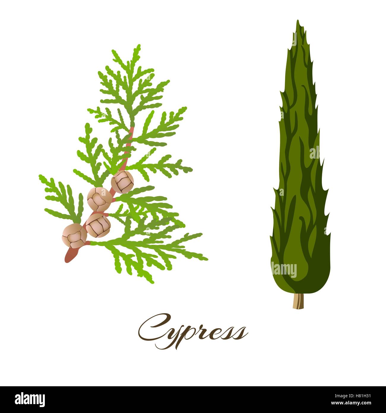 Cypress branch and tree . Cupressus sempervirens . Vector illustration. Stock Vector