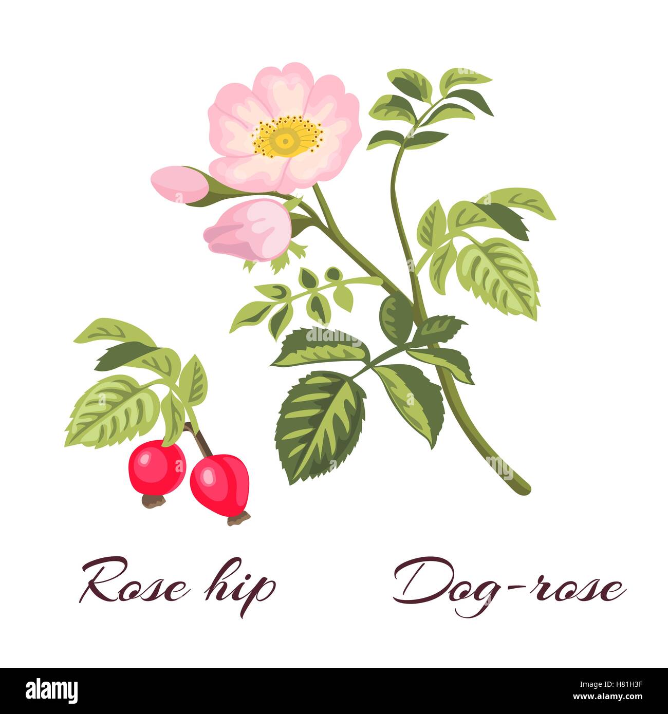 Dog-rose branch with leaves and flowers. Wild rose. Rosa canina. Rose hip also known as rose haw or rose hep.Vector illustration Stock Vector