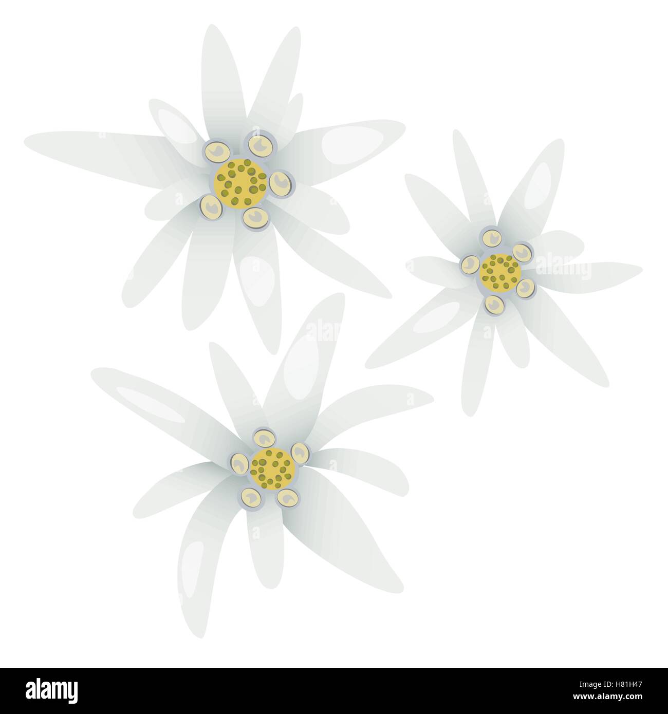 Edelweiss flowers. Leontopodium alpinum. Alps symbol isolated Stock Vector