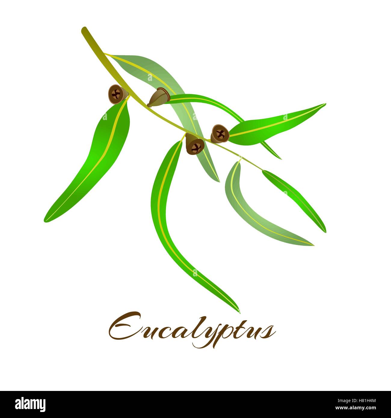 Eucalyptus tree leaves and seeds. Vector illustration. Stock Vector