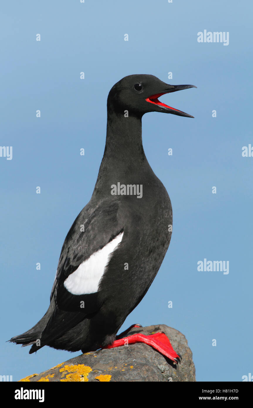 Black Guillemot Cepphus Grylle Calling Flatey Island Iceland Stock black-guillemot-cepphus-grylle-calling-flatey-island-iceland-stock