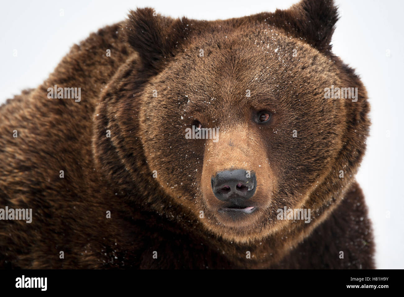 Brown Bear (Ursus arctos), Bavarian Forest, Germany Stock Photo - Alamy