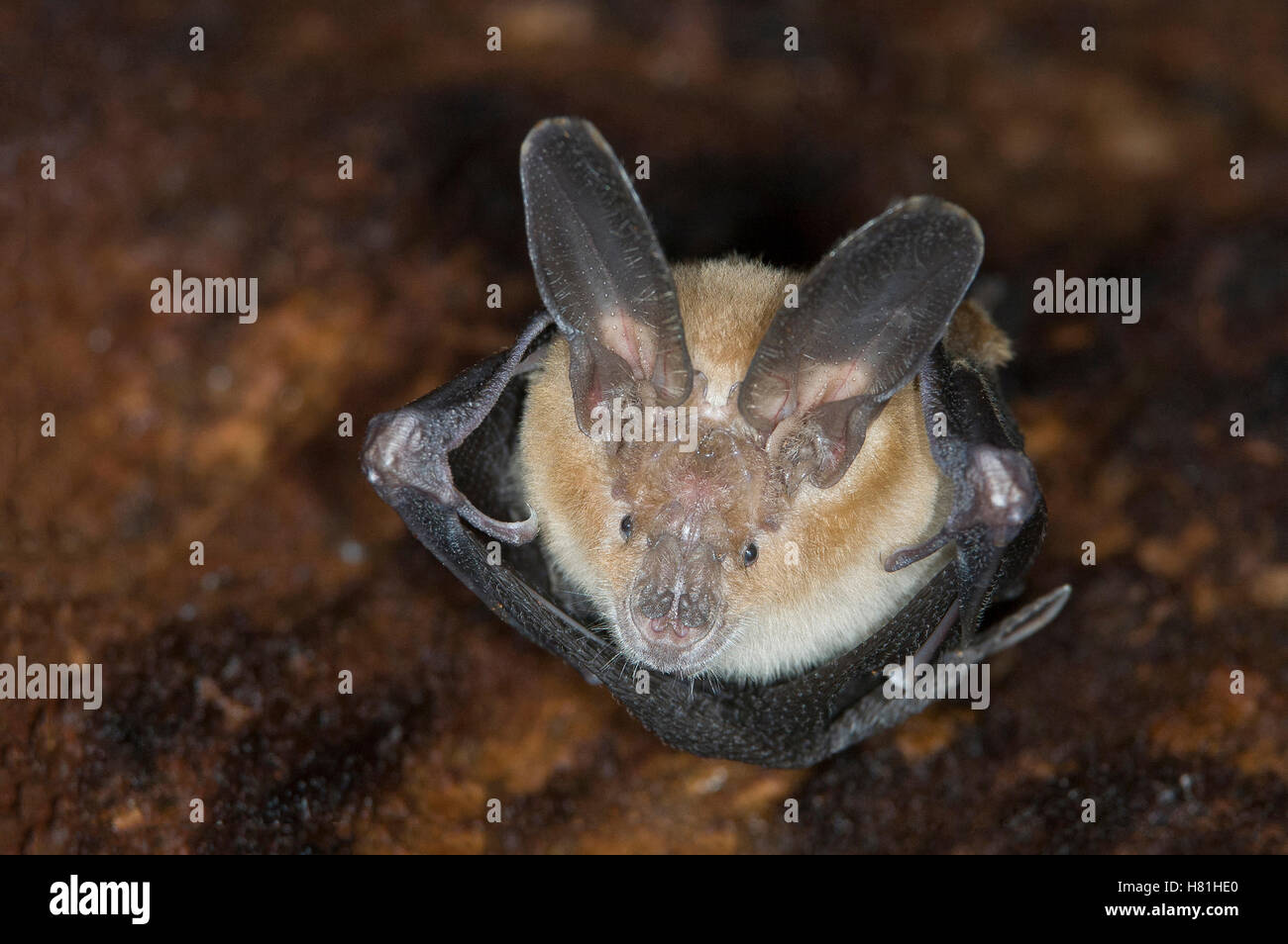 Slit-faced Bat (Nycteris sp) in a hollow tree, Janjanbureh, Gambia Stock Photo