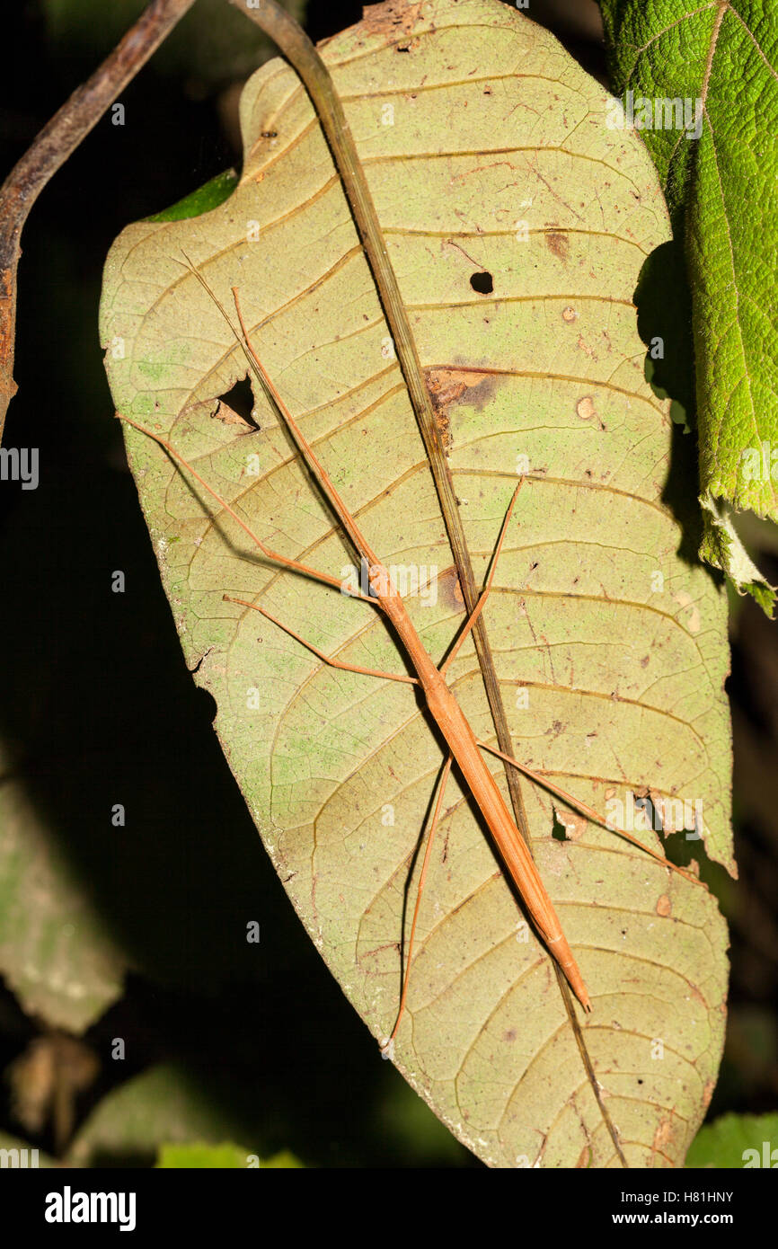 Stick Insect (Diapheromeridae), Andasibe Mantadia National Park ...