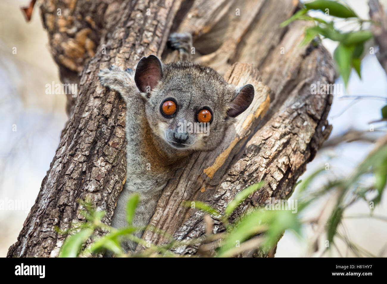 Redtailed Sportive Lemur (Lepilemur ruficaudatus) in tree cavity