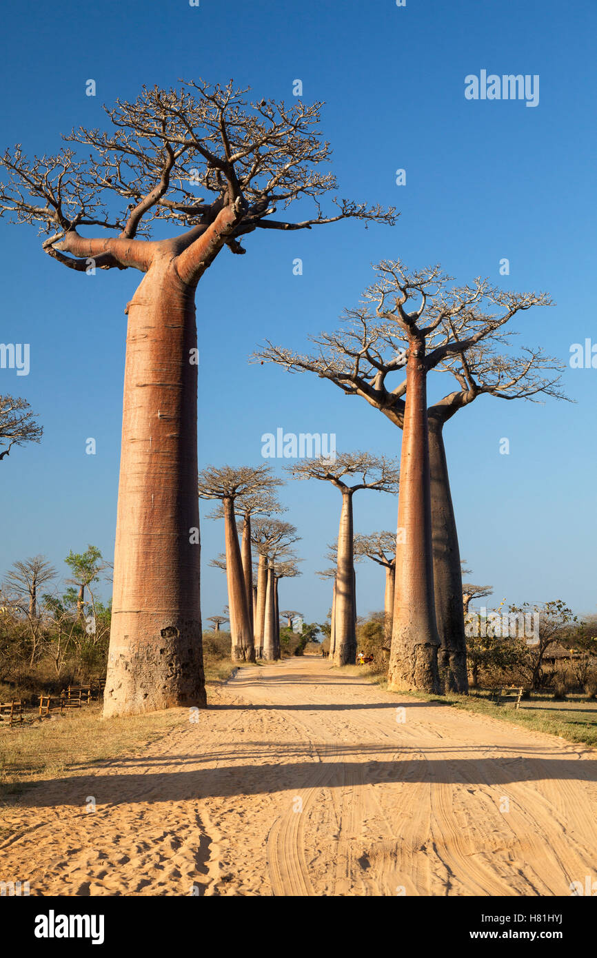 Grandidier's Baobab (Adansonia grandidieri) trees along dirt road near ...
