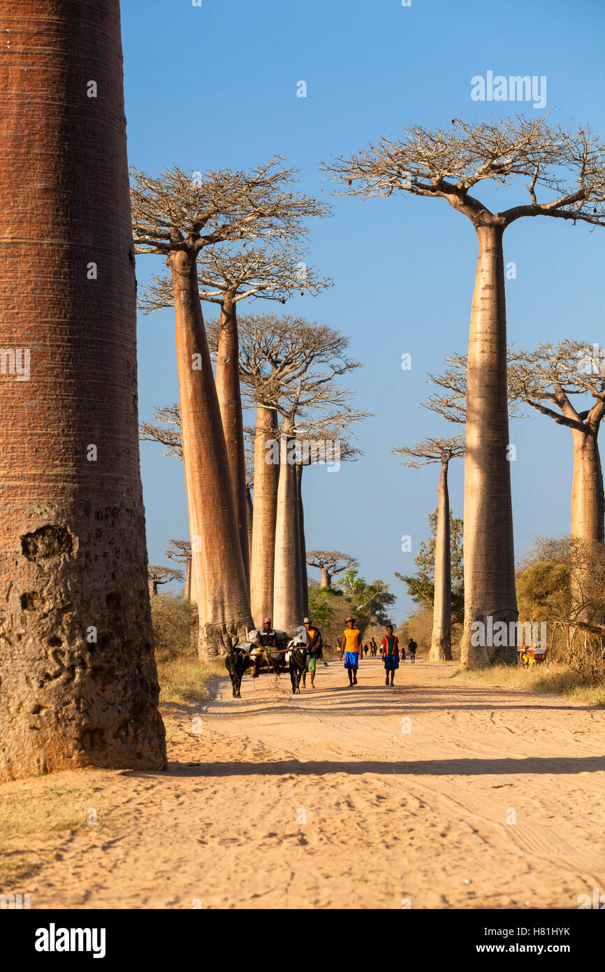 Grandidier's Baobab (Adansonia grandidieri) trees along dirt with ...