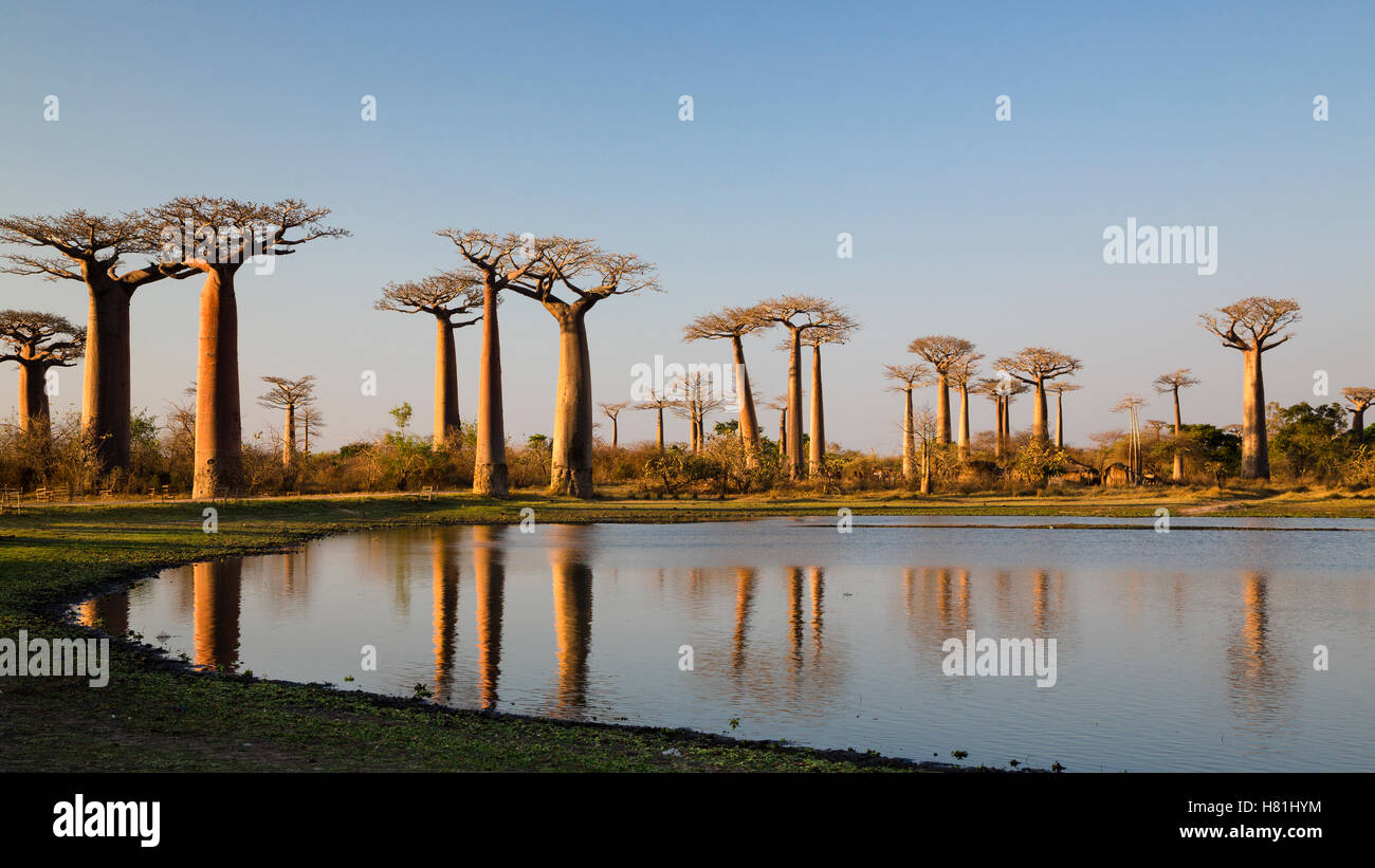 Grandidier's Baobab (Adansonia grandidieri) trees near Morondava ...