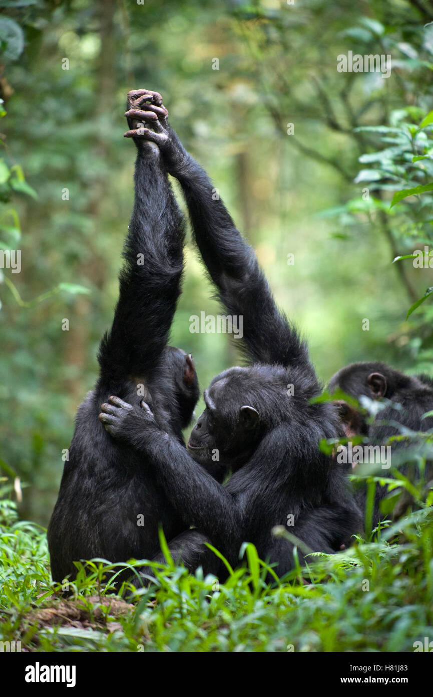 Chimpanzee (Pan troglodytes) palm clasp grooming, western Uganda Stock Photo