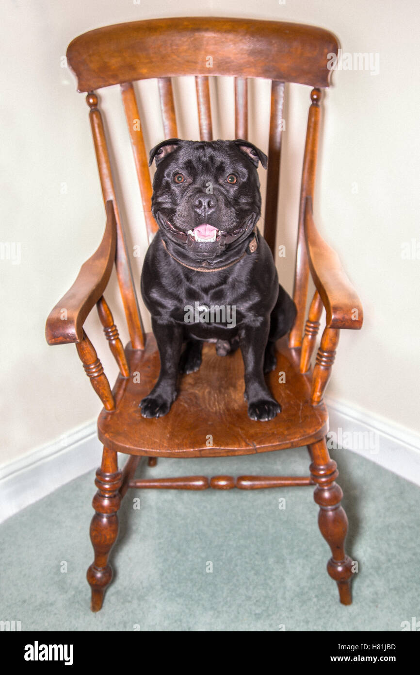 Happy, smiling black Staffordshire Bull terrier dog sitting on a wooden antique windsor chair. he looks strong but relaxed and i Stock Photo