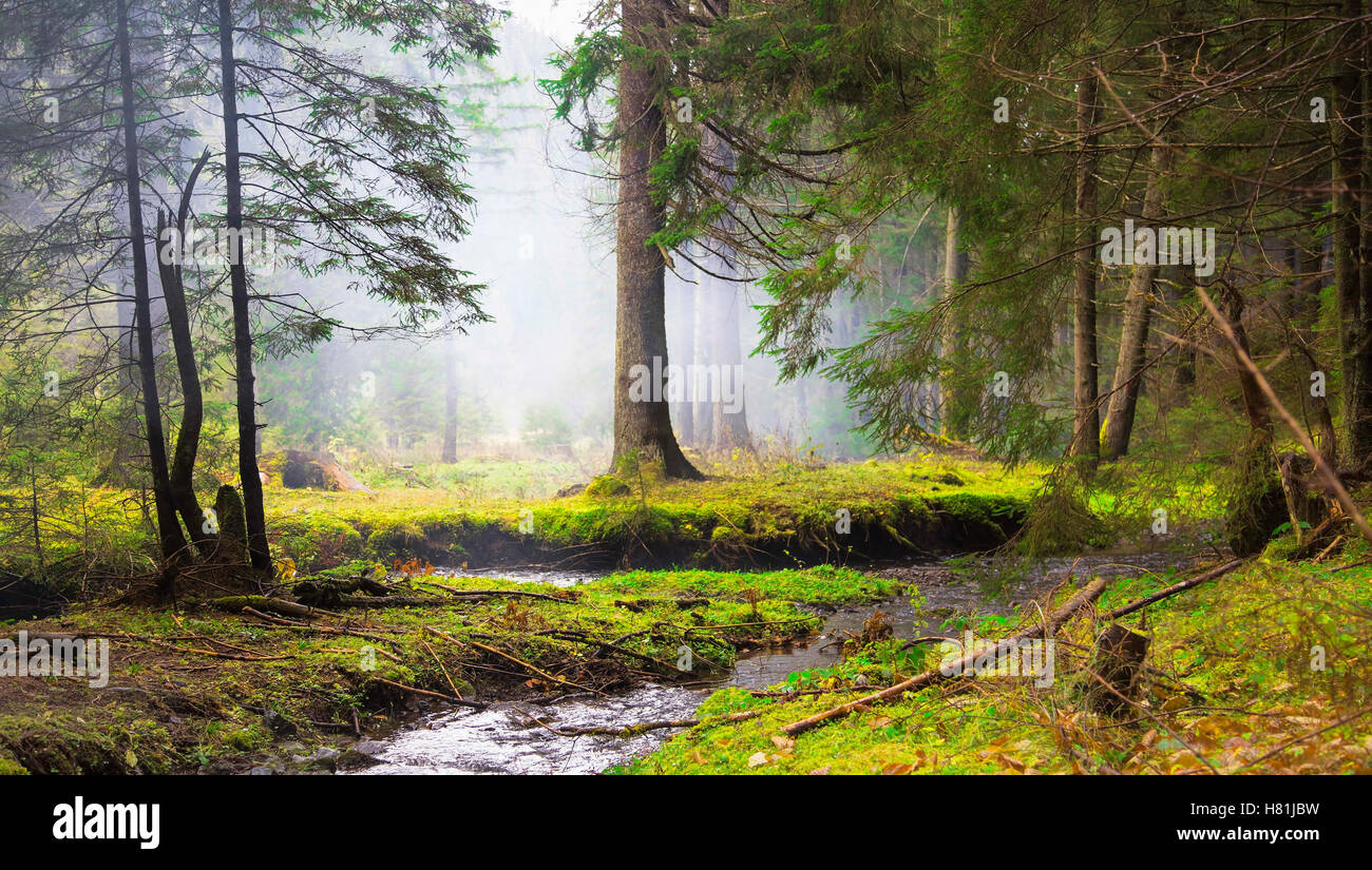 Misty landscape fir forest hi-res stock photography and images - Alamy