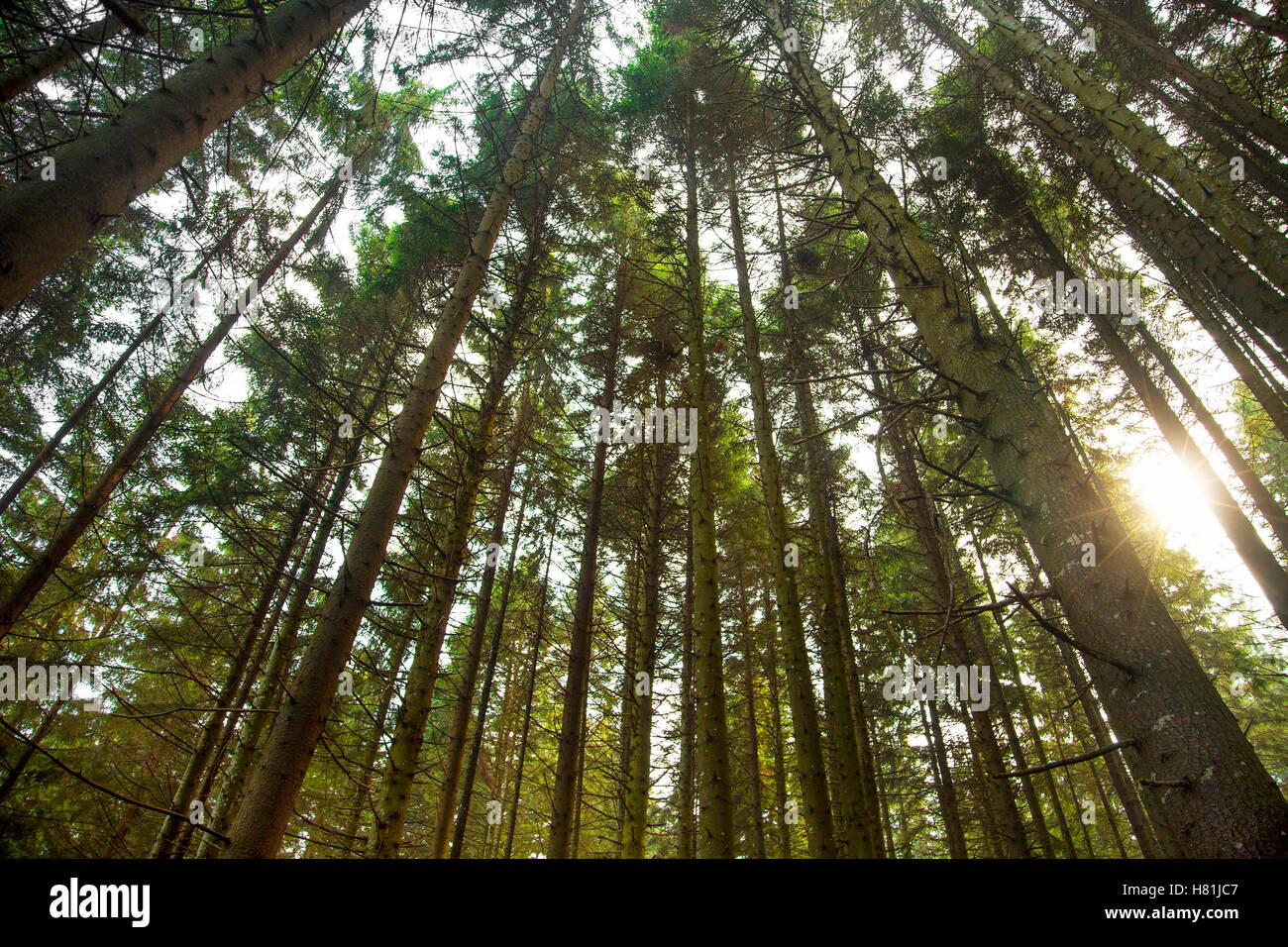 Sunlight in the fir tree forest.Shot from the bottom of trees Stock ...