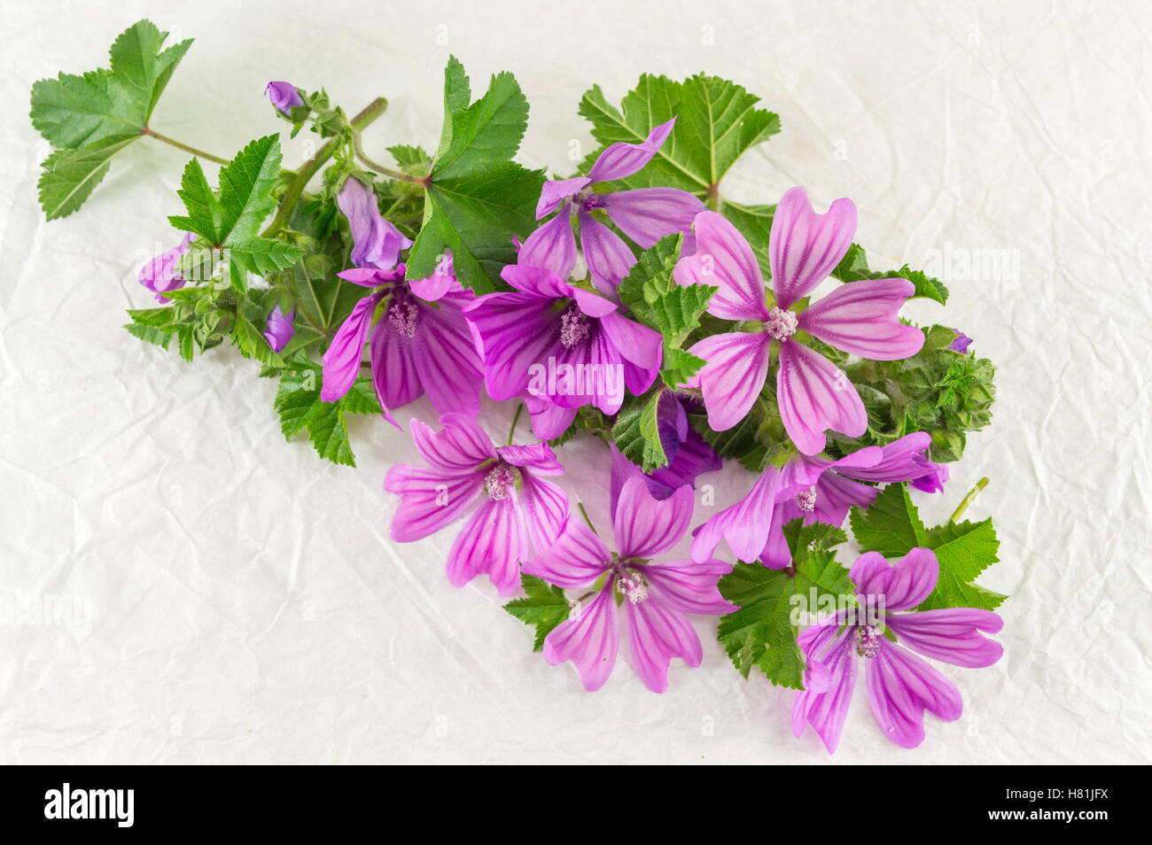 Malva sylvestris, mallow, flowers bouquet on white fabric Stock Photo