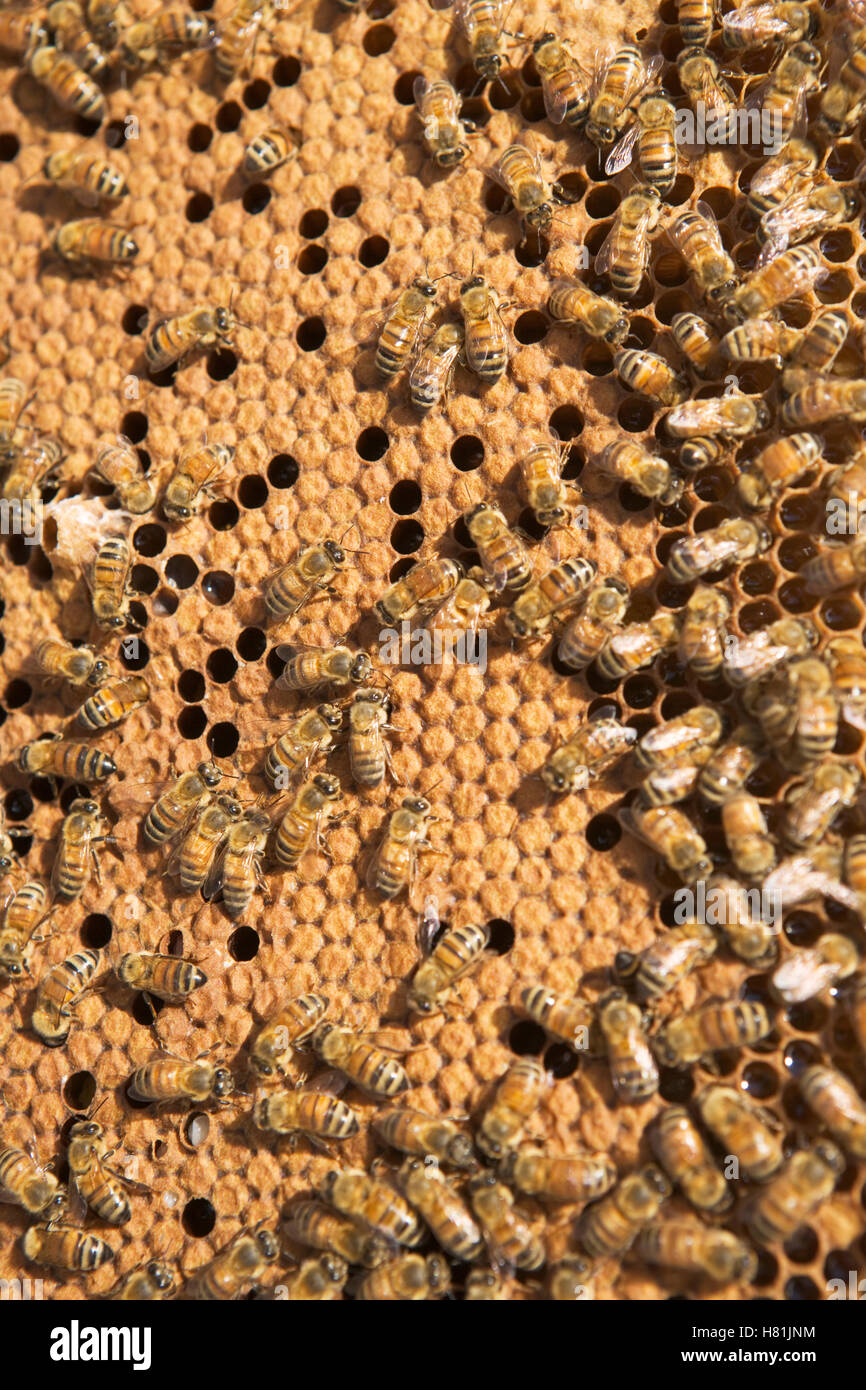 Honey bees hi-res stock photography and images - Alamy