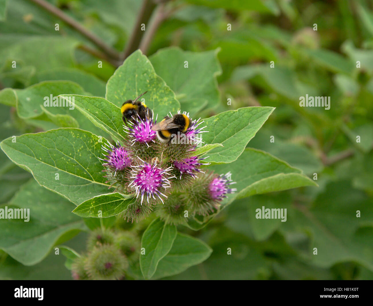 Bumm High Resolution Stock Photography and Images - Alamy