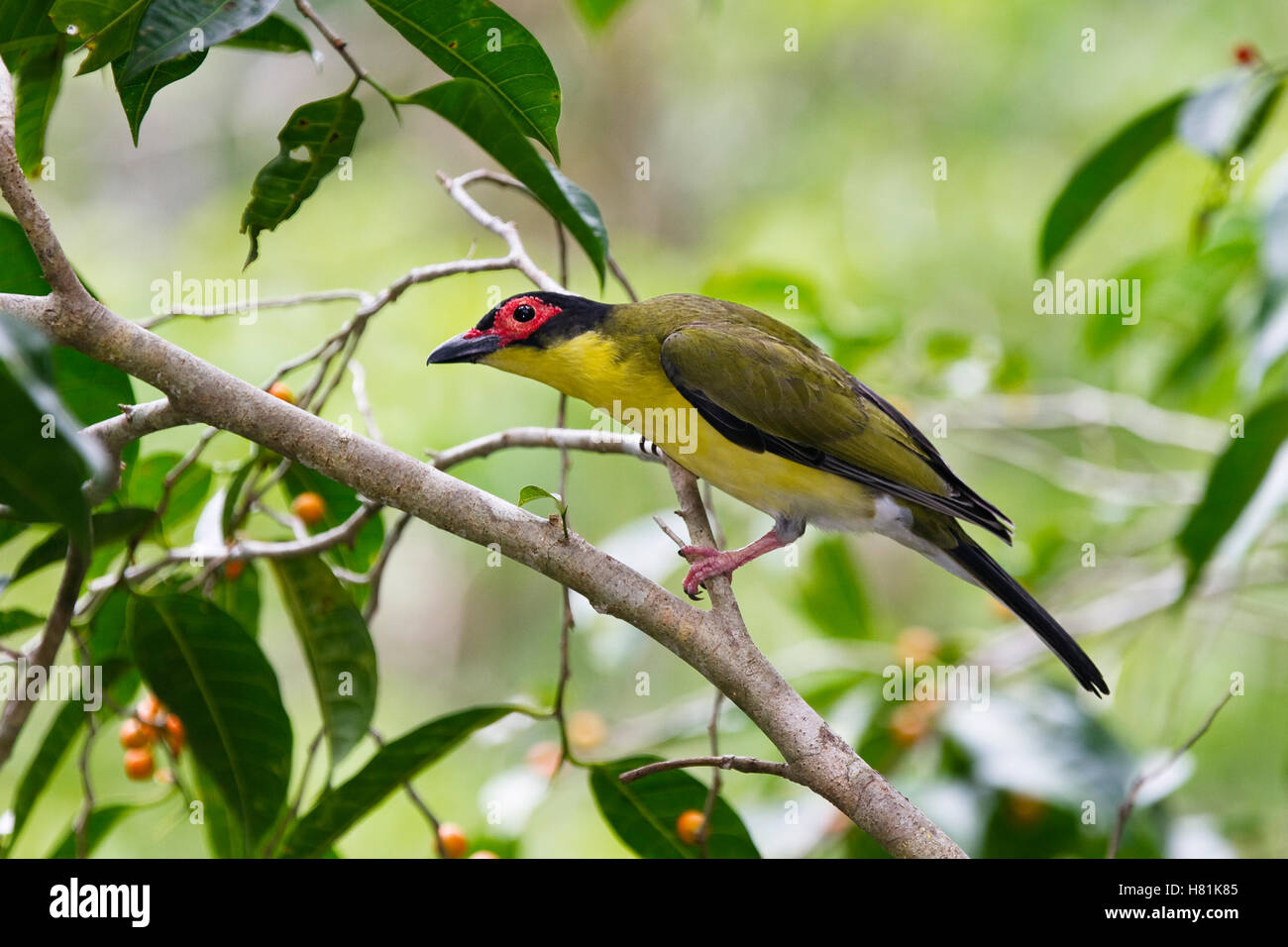 Green Figbird (Sphecotheres viridis) male, Daintree National Park, North Queensland, Australia