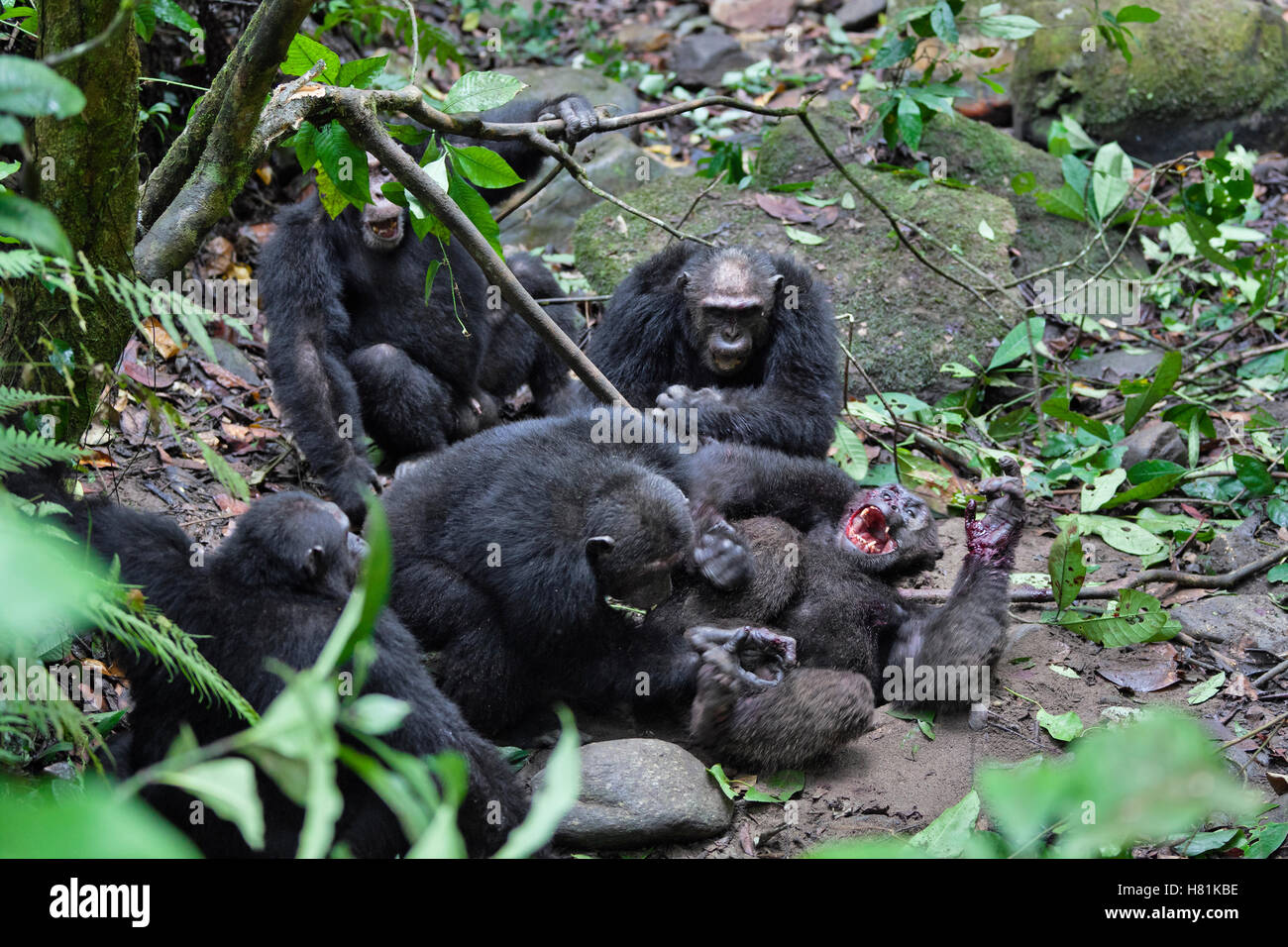 Chimpanzee (Pan troglodytes) males killing alpha male, Mahale Mountains National Park, Tanzania Stock Photo