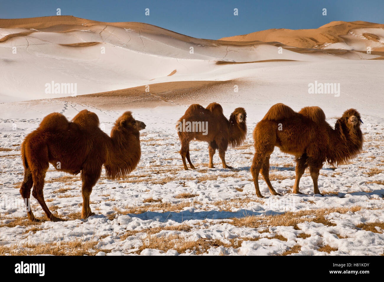 Bactrian Camel (Camelus bactrianus) trio in winter, Khongor Sand Dunes ...