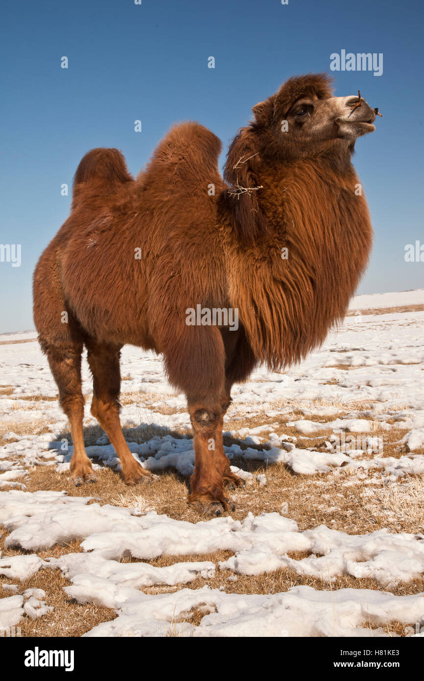 Bactrian Camel (Camelus bactrianus) in winter, Khongor Sand Dunes, Gobi ...