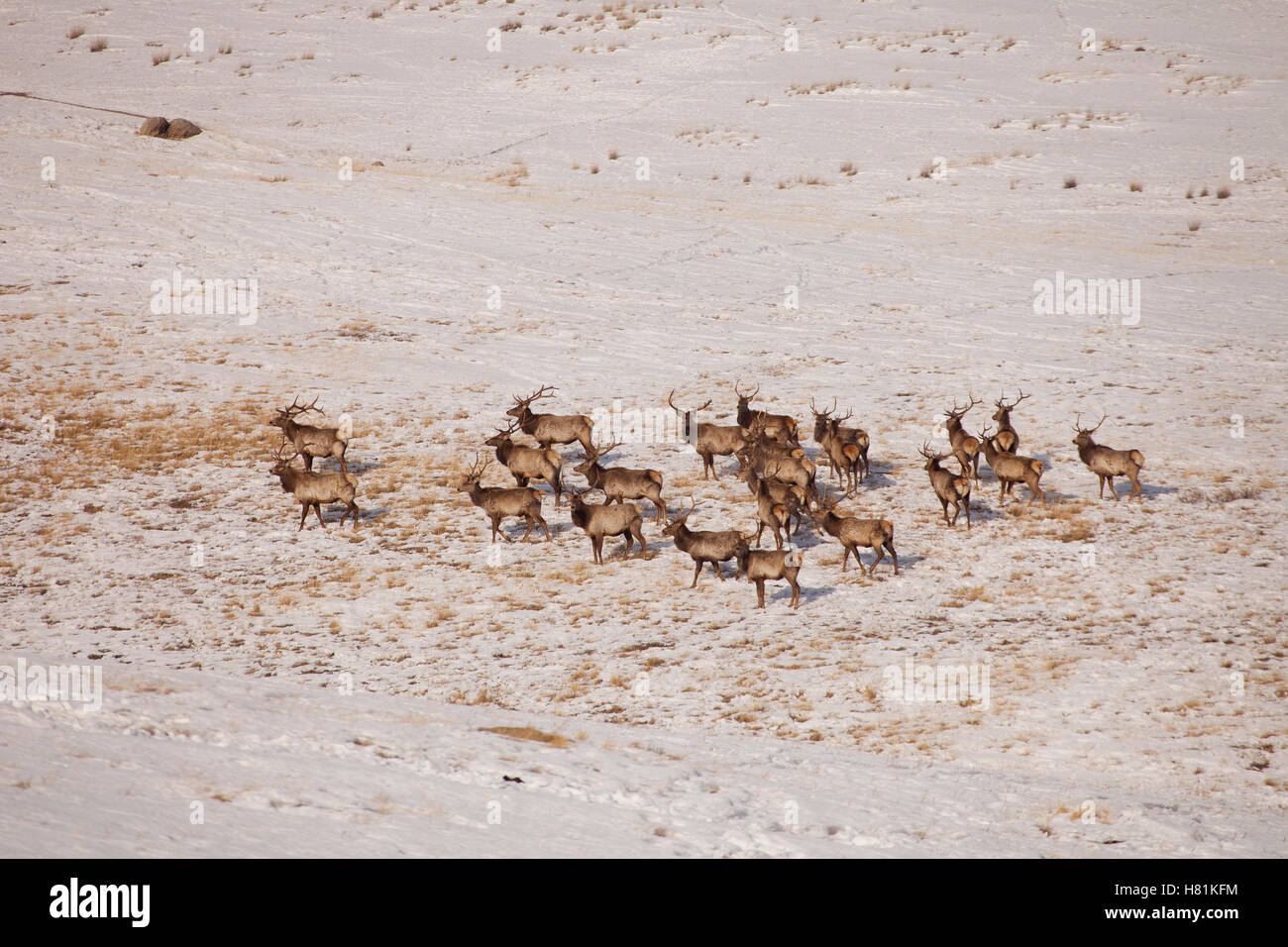 Red Deer (Cervus elaphus) bulls in winter, Hustai National Park, Mongolia Stock Photo