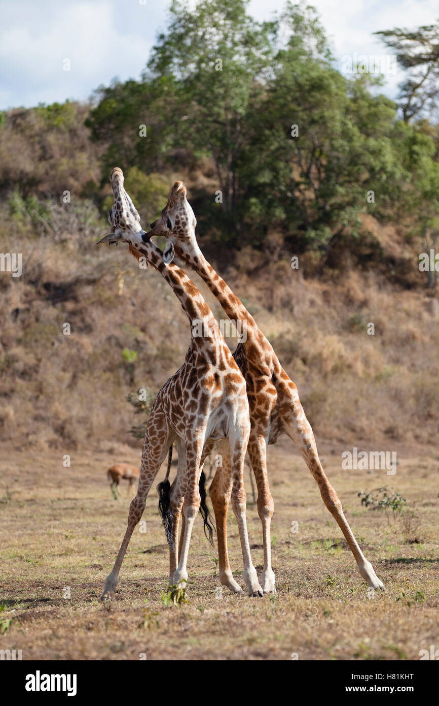 Masai Giraffe Giraffa Camelopardalis Tippelskirchi Males Fighting