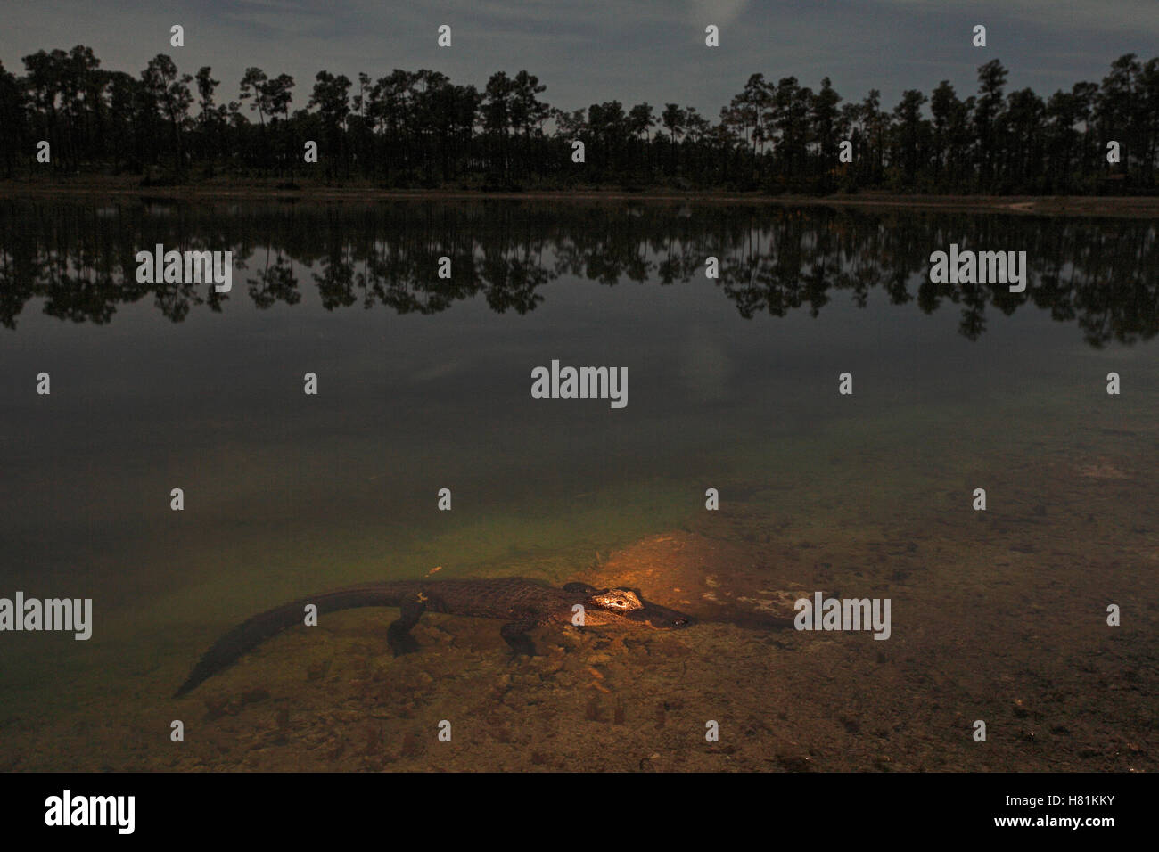 American Alligator (Alligator mississippiensis) juvenile submerged in
