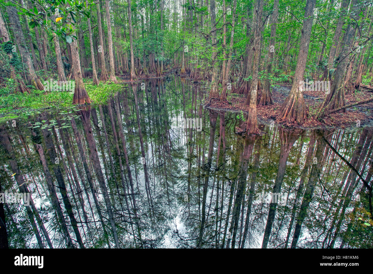 Bald Cypress (Taxodium distichum) trees in flooded swamp, Highlands