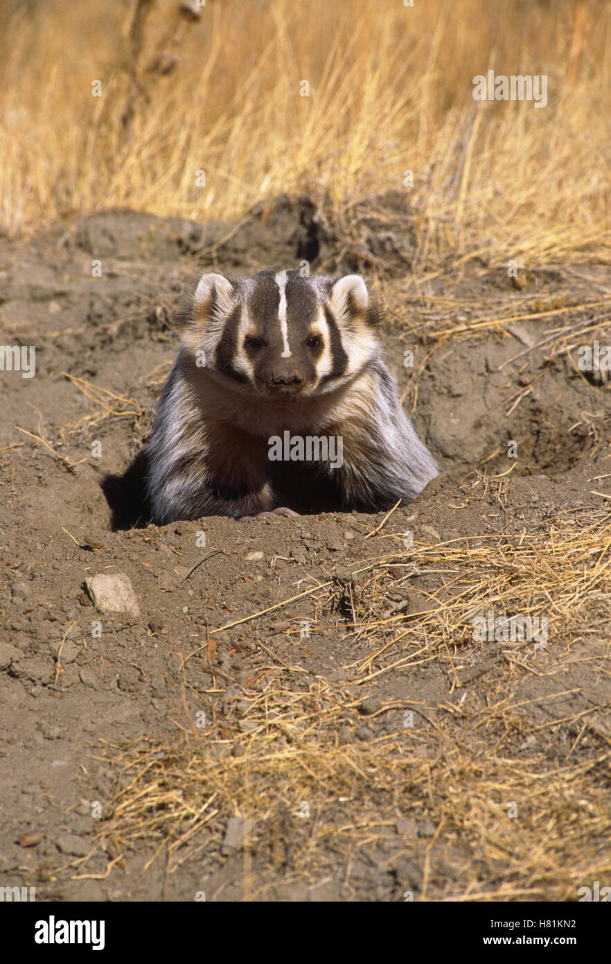 American Badger (Taxidea taxus) at den entrance, Montana Stock Photo