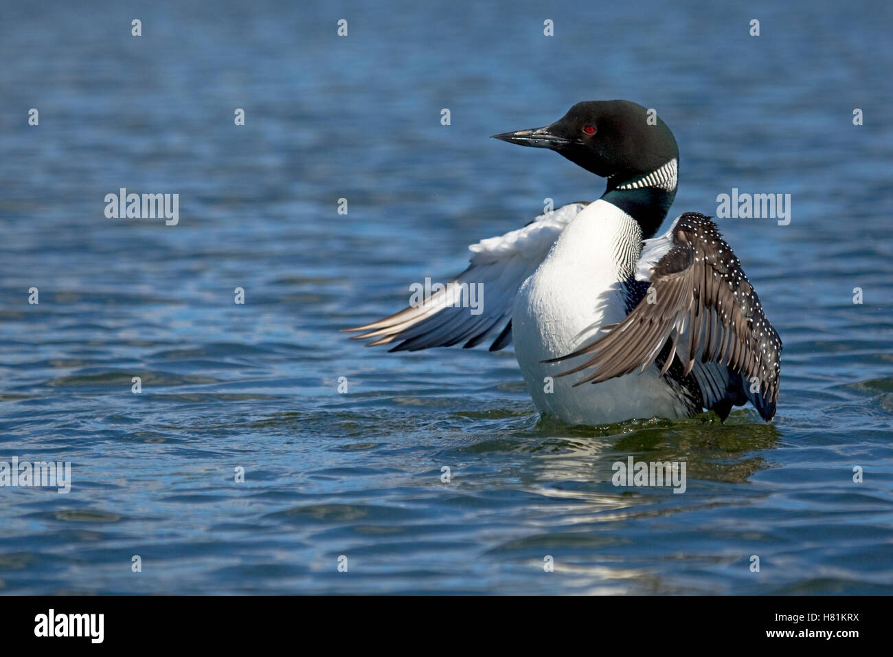 Common Loon (Gavia immer) flapping wings, British Columbia, Canada