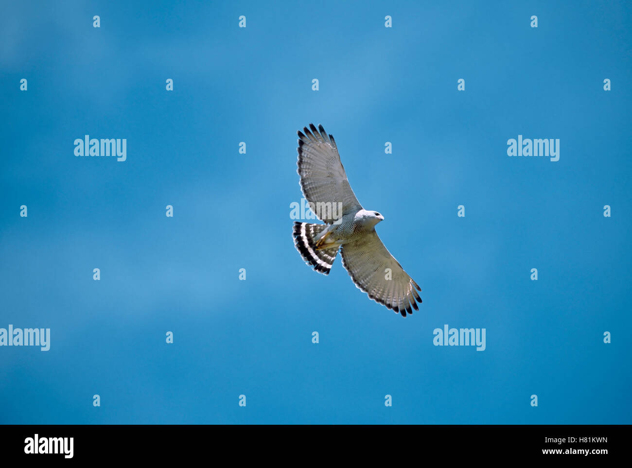 Gray Hawk (Buteo nitidus) flying, Patagonia, Arizona Stock Photo Alamy