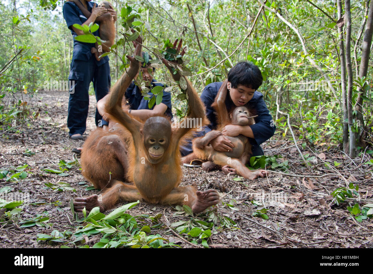 Orangutan (Pongo pygmaeus) caretakers with infants in forest during forest exploration and training program, Orangutan Care Stock Photo